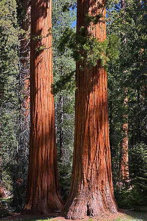 Yosemite National Park