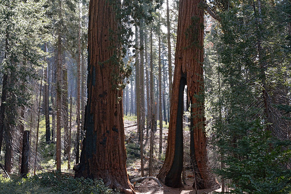 Yosemite National Park