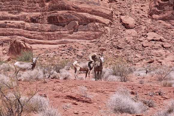 Valley of Fire - Nevada