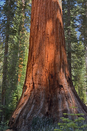 Yosemite National Park
