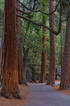 Yosemite National Park