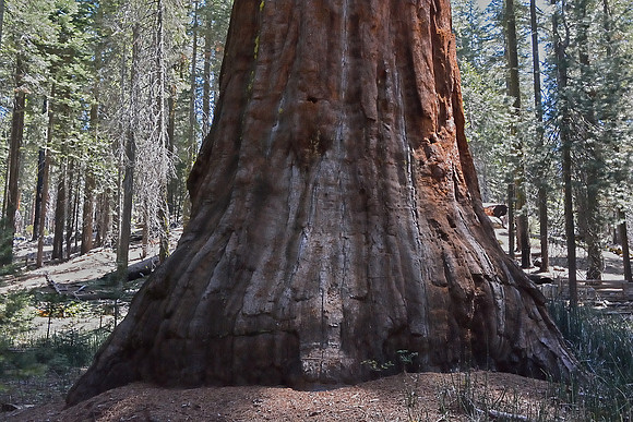 Yosemite National Park